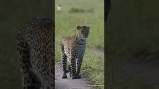 Luluka: The Queen on Patrol! #MaraTrails #SafariStories #Luluka