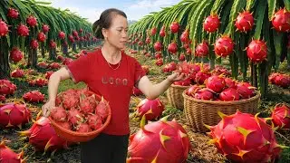 Harvested over 1000 kg of dragon fruit from home garden to sell at the market - Single mother.