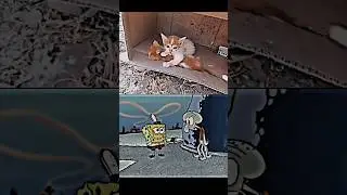 Poor kitten doesn't realize it yet ❤️&zwj;🩹 #sad