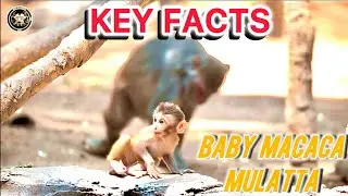 Baby Macaca mulatta Key Facts About Infant Life with Parents