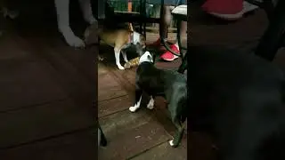 More baby Boston #dog #funny #cute #puppy #cutedog