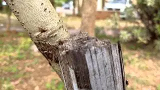 Full HD video shot using XOLO Q900 handset
