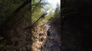 Exploring one of our intermittent study streams #shorts