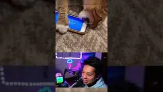 This cat is better than you in Geometry Dash