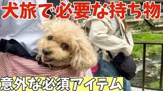 【初心者必見】経験から学んだ犬連れ旅で役に立つグッズはこちらです【パッキング】
