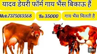 7375013468☎️best cow baffullo selling india delivery free ki jati hai aaj biking kare