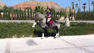 caballo pre