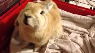 Rabbit - Respiratory Problem?