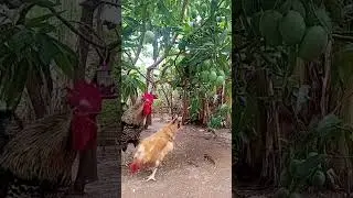 Rooster crowing beautifully, a daily occurrence in the lives of birds.