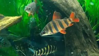Distichodus sexfasciatus - Boulenger, 1897 - (Distichodontidae) - Distichodus ray&eacute;e - 10/2017