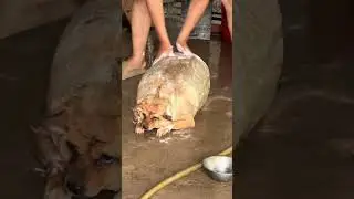 Fat dog🐶🐶#foryou #funny #funnydog #pets #dog #fatdog