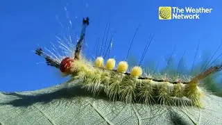 Why It's Important to Identify These Toxic Caterpillars in Canada