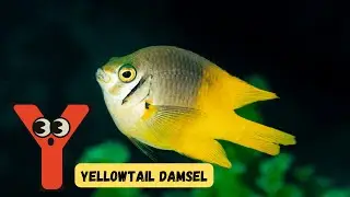 ABC Small Sea Animal Song | Learn Ocean Creatures | Fun Phonics for Kids | #abcd | kids