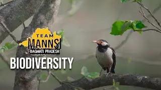 Team Mannsi - Biodiversity | बागमती प्रदेश | Imagine Nepal