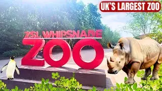 ZSL Whipsnade Zoo Tour | Dunstable, England
