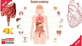 Internal Body Organs: Names and Functions of the Internal Organs of the Human Body | Internal Organs