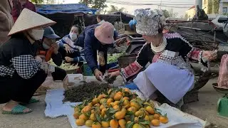 Harvesting tangerines and bring them to the market to sell, king kong amazon,  Ep 295