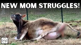 Watch What Happens When a Dairy Cow Gives Birth on Our Farm!