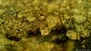 Tiny ants excavating a nest