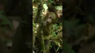 Cute Baby Monkey Sounds