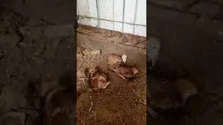 Captain Crimson and his two sisters!