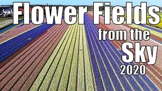 Netherlands Flower Fields from the Sky