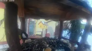 Krm&iacute;tko pro pt&aacute;čky v Ka&scaron;t&aacute;nce...