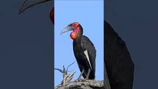 Southern Ground Hornbill Bird Call #shorts #short