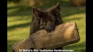 Bijna 15 jarige oudduitse herder doet pakwerk