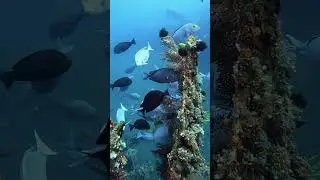 Surgeon Fish #balidive #divebali #divingtrip #diving #underwater #divingbali #scubadiving #scuba