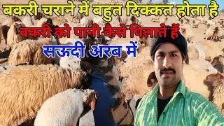 Saudi Arab Bakri Charane Wale Ki Life Arvindupvlogs ✅ सऊदी अरब बकरी चराने में बहुत दिक्कत होता है 