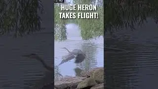 Huge Heron taking flight after visiting our bird feeder (Live Cam)