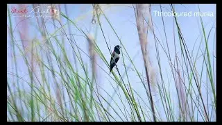 Tricoloured munia Short Klick 03