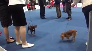 WDS 2017 - FEMALES CHAMPION CLASS - RUSSKIY TOY