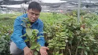 Cây Giống Trà Hoa Đỏ (Ruby) Việt Nam loại cây cực hiếm | 0764 456 123