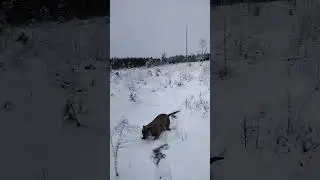 Mets&auml;ss&auml; on mukavaa🙂