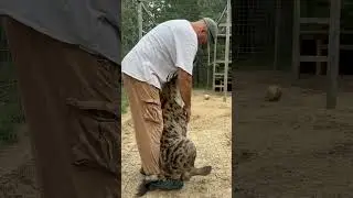 Spotted Hyena Love