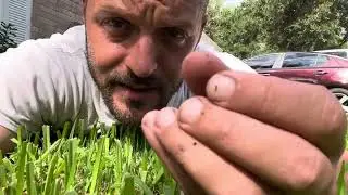 In the lawn&hellip; looking at thatch and fertilizer break down.