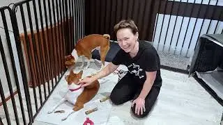 Fostering Basenji rescue pups - part 1