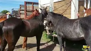 CABALLAZOS EN LA PLAZA GANADERA DE LA TRINIDAD TEPANGO PUEBLA,BORREGOS Y MUCHO MAS.