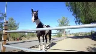 Horse Riding Adventures Episode 45