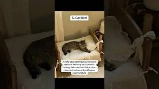 Happy, and Healthy # catessentials #catmusthaves #catsoftiktok #catlovers #cattok pet essentials