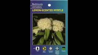 [Wikipedia] Backhousia