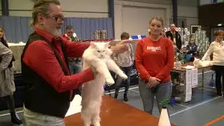 PrachtigPekela.nl: Mundikat kattenshow Pagedal Stadskanaal