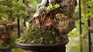 Jhonny - Sekijoju - Bonsai (Duranta repens) vídeo 10