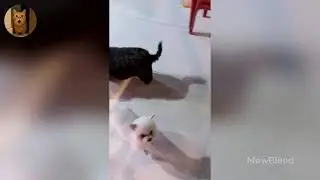 Funniest Cats of 2025 😹 You Won’t Stop Laughing! Part 29