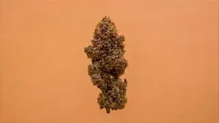 Guava Kush 360