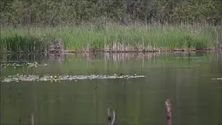 Bank Swallows