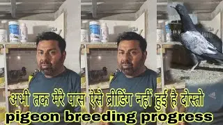 Pigeon breeding progress ! Breeding supplements