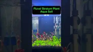 *NEW* Fluval Stratum Plant Aqua Soil #shorts #aquarium #aquascape #fluval #aquasoil #api #liveplants